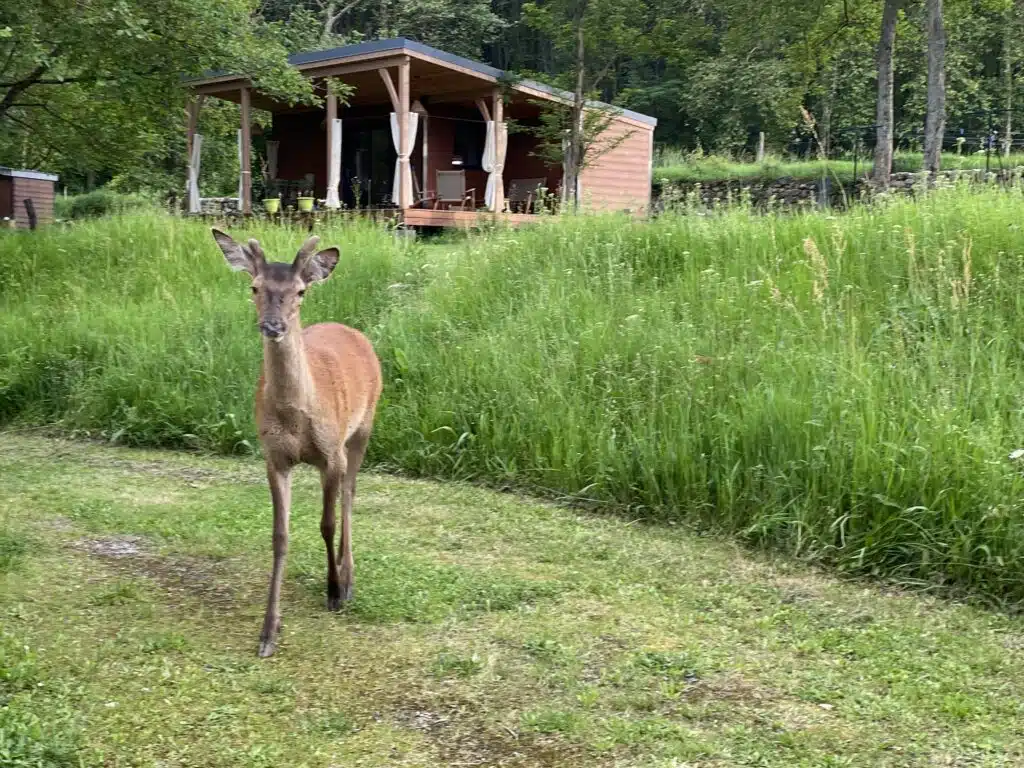 Un visiteur devant le Cottage